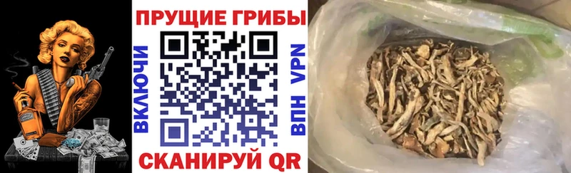 где купить наркоту  Елабуга  Псилоцибиновые грибы ЛСД 